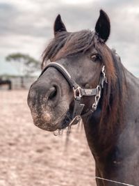 My horses in our meadow